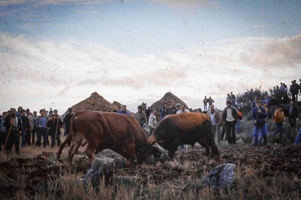 chega de bois em Barroso
